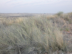 Stipagrostis amabilis