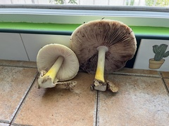 Volvariella