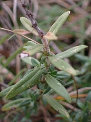 Thymus pannonicus