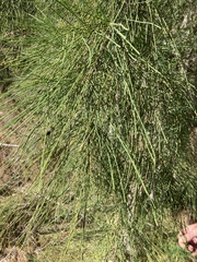 Casuarina equisetifolia