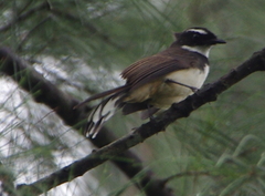 Rhipidura nigritorquis