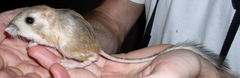 Dipodomys ordii