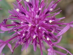 Centaurea scabiosa