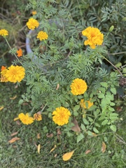 Tagetes erecta