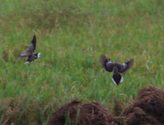 Streptopelia chinensis