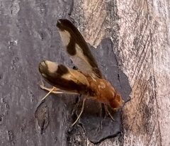 Toxonevra superba