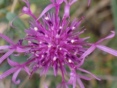 Centaurea scabiosa