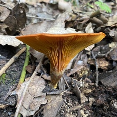 Omphalotus olearius