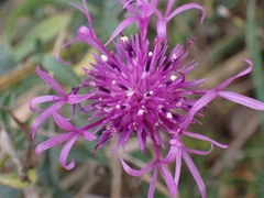 Centaurea scabiosa