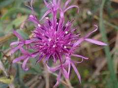 Centaurea scabiosa