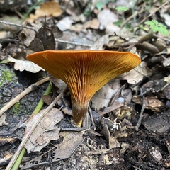 Omphalotus olearius