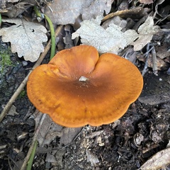 Omphalotus olearius