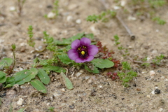 Diascia elongata