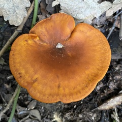 Omphalotus olearius