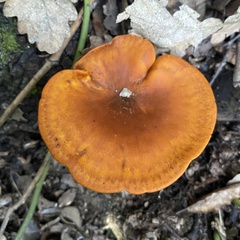 Omphalotus olearius