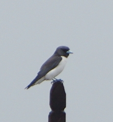 Artamus leucorynchus