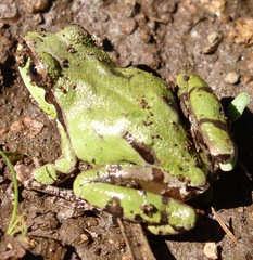 Hyla wrightorum