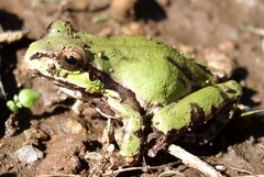 Hyla wrightorum