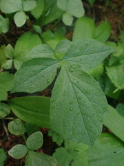 Valeriana sitchensis