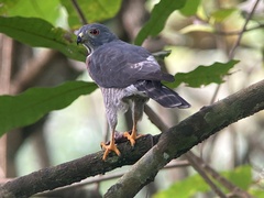 Harpagus bidentatus