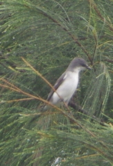 Pericrocotus divaricatus