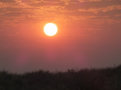 Stipagrostis amabilis