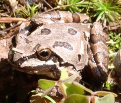 Hyla wrightorum