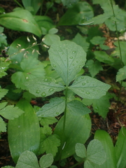 Valeriana sitchensis