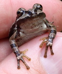 Hyla wrightorum