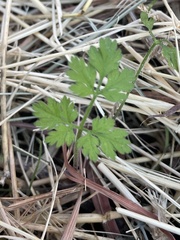 Chaerophyllum tainturieri