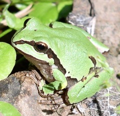 Hyla wrightorum