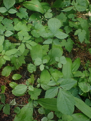 Valeriana sitchensis