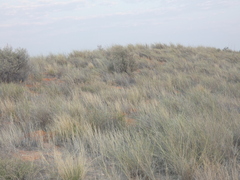 Vachellia haematoxylon