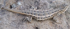 Sceloporus slevini