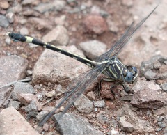 Phyllogomphoides nayaritensis