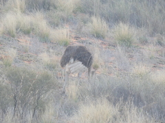 Struthio camelus australis