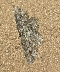 Ectropis bispinaria