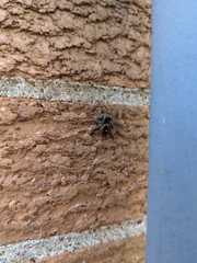 Phidippus audax