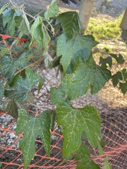 Vitis mustangensis