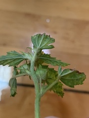 Malvastrum coromandelianum