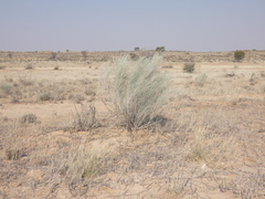 Calobota linearifolia