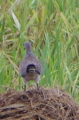 Streptopelia chinensis