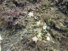 Asterina gibbosa