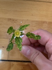 Malvastrum coromandelianum