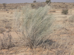 Calobota linearifolia