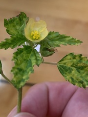 Malvastrum coromandelianum