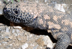 Heloderma suspectum