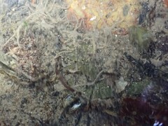 Amphipholis squamata