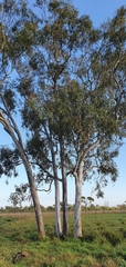 Eucalyptus tereticornis