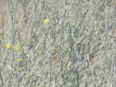 Calobota linearifolia